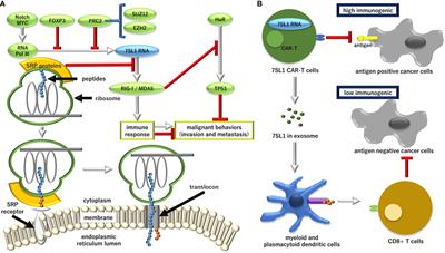 Targeting the regulation of aberrant protein production pathway in gastrointestinal cancer treatment